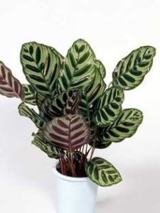 Rosi_Barcelos_Arquitetura_e_Decoracao_Niterói_plantas_dentro_de_casa_maranta