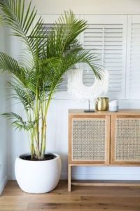 Rosi_Barcelos_Arquitetura_e_Decoracao_Niterói_plantas_dentro_de_casa_Camedórea_bambu