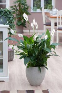 Rosi_Barcelos_Arquitetura_e_Decoracao_Niterói_plantas_dentro_de_casa_lírio_sa_paz