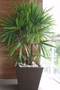 Rosi_Barcelos_Arquitetura_e_Decoracao_Niterói_plantas_dentro_de_casa_ráfis