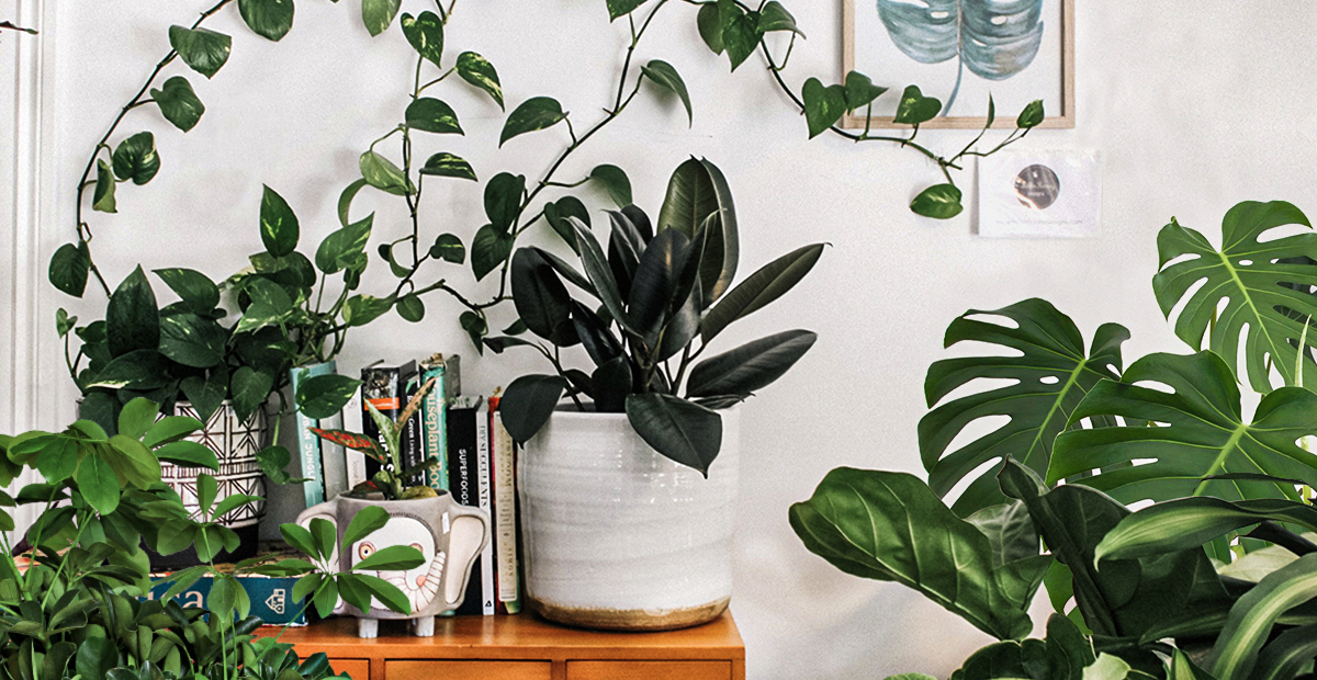 Rosi_Barcelos_Arquitetura_e_Decoracao_Niterói_plantas_dentro_de_casa