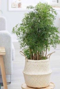 Rosi_Barcelos_Arquitetura_e_Decoracao_Niterói_plantas_dentro_de_casa_arvore_da_felicidade