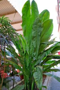 Rosi_Barcelos_Arquitetura_e_Decoracao_Niterói_plantas_dentro_de_casa_ciclanto
