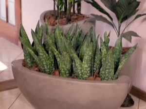 Rosi_Barcelos_Arquitetura_e_Decoracao_Niterói_plantas_dentro_de_casa_coroa_dinamarquesa