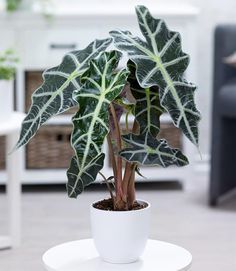 Rosi_Barcelos_Arquitetura_e_Decoracao_Niterói_plantas_dentro_de_casa_jóia_da_amazonia